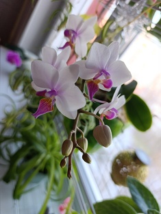 Мои растения 2026