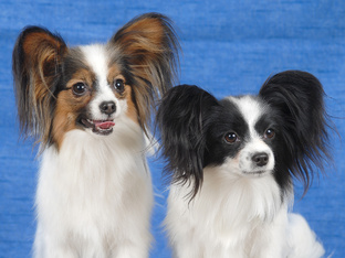 ПОРОДЫ  СОБАК