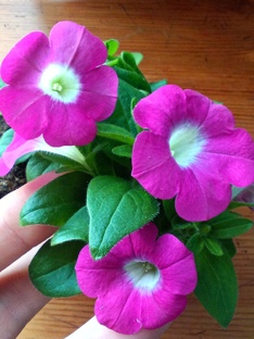 Вегетативные петунии и калибрахоа