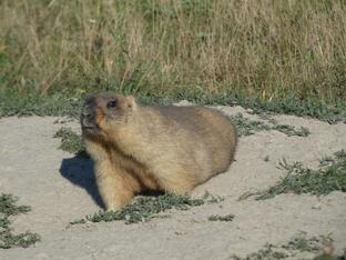 Млекопитающие