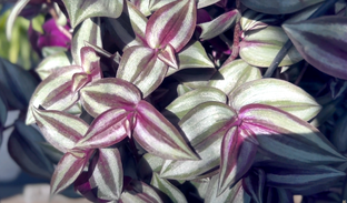 Традесканции