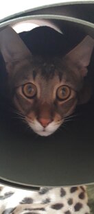 Котик мягенький животик
