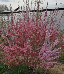 Декоративные кустарники