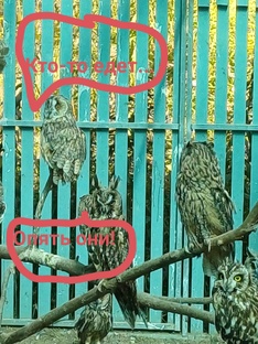 Воронье Гнездо 