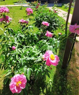 Тюльпаны, пионы и другие цветы