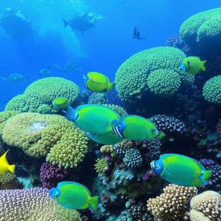 Апистограммы