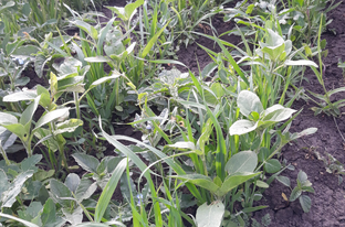 Сидераты, покровные.