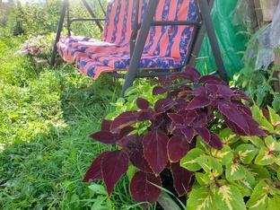 Колеусы-отдельная любовь...