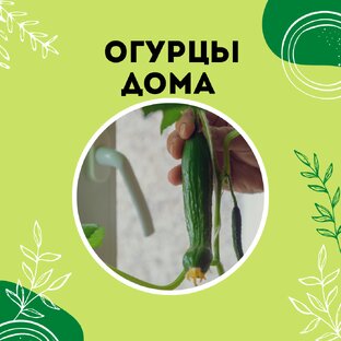 Огурцы на подоконнике
