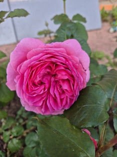 Розы дождливого лета❤️🌹