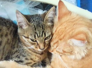 Котики в моей жизни