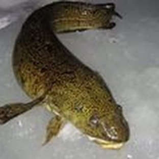 Налим: тайны северного хищника, о которых молчат рыбаки