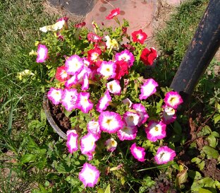 Сад, огород, выращивание в квартире