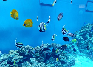 Мировой Океан. 