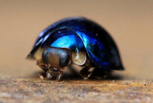 Захватывающий мир насекомых