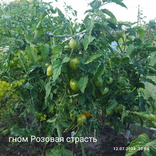 Выращивание томатных гномов