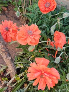 Мои стихи и рассказы, воспоминания