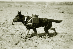 Собаки в истории