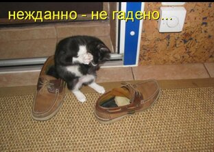 Веселые картинки 