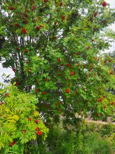 Рубрика "Польза вокруг нас"