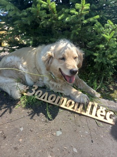 Центр Канистерапии РА Золотой Пёс 