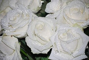 Цветки,цветочки