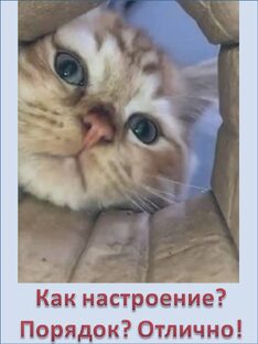 ЮМОР, ШУТКИ И ВЕСЁЛЫЕ ИСТОРИИ для поддер