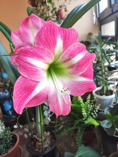 Комнатные растения и дача