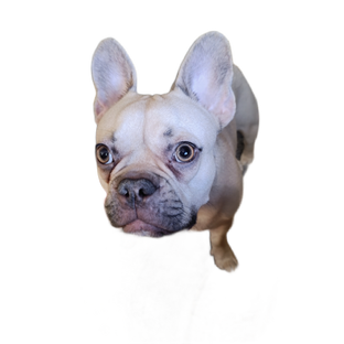 Доля Авчадоровна