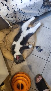 Кот Марсик 🐱 ( Марсюша)  и его друзья! 