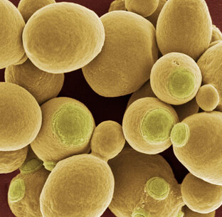 Микробиология виноделия