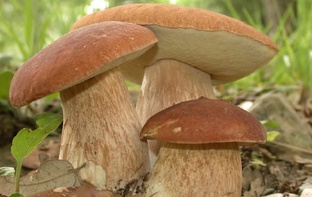 Тихая охота.