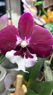 Лютики -цветочки