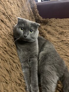 Кот Кокос 🥥