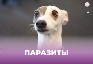 Все о паразитах и дегельминтизации у животных