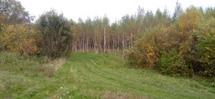 Лес, лесные прогулки.