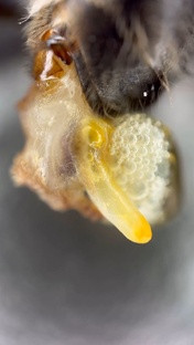 Пчелиный яд