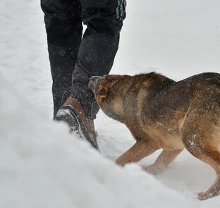 Как защититься от собак