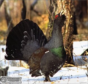 Всё о токах глухаря