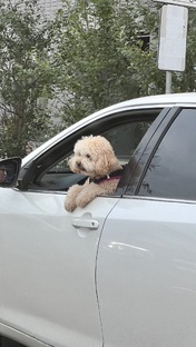 Автомобили