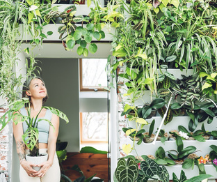 Фитостена 🌿Полное руководство💡