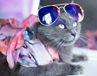 Ролики про животных 😹