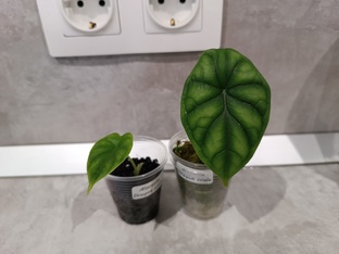 Алоказия Драгон Скейл 