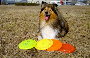 Колли. Фрисби