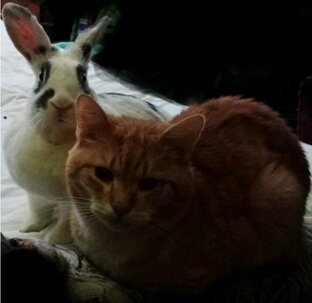 Мои любимые животные