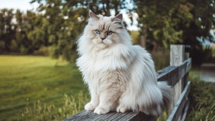 Все о кошках