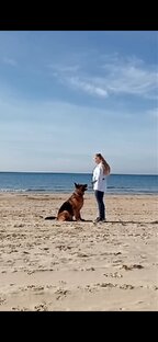 Магазин видео - уроков для самостоятельной коррекции проблемного поведения собак