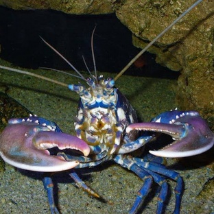 Омар: морской аристократ с клешнями и характером