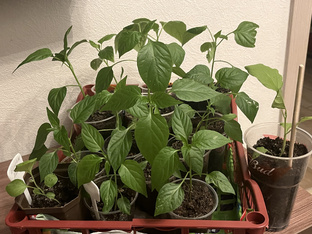 От посадки семечка до высадки в грунт