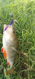 На эти приманки клюёт 